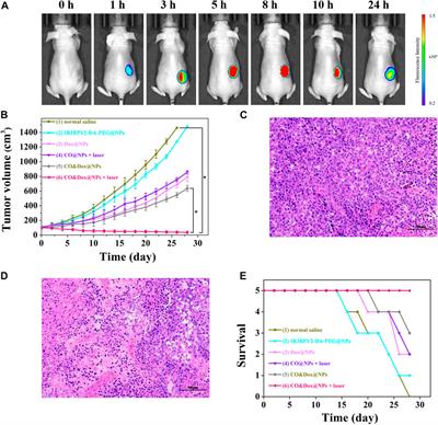 Tumor Cell Distinguishable Nanomedicine Integrating Chemotherapeutic Sensitization and Protection